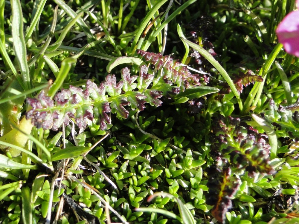 Pedicularis da id. 1 - Pedicularis kerneri